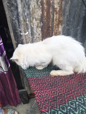 ১+ বছর বয়সী পুরুষ মিক্সড ব্রিড বিড়াল