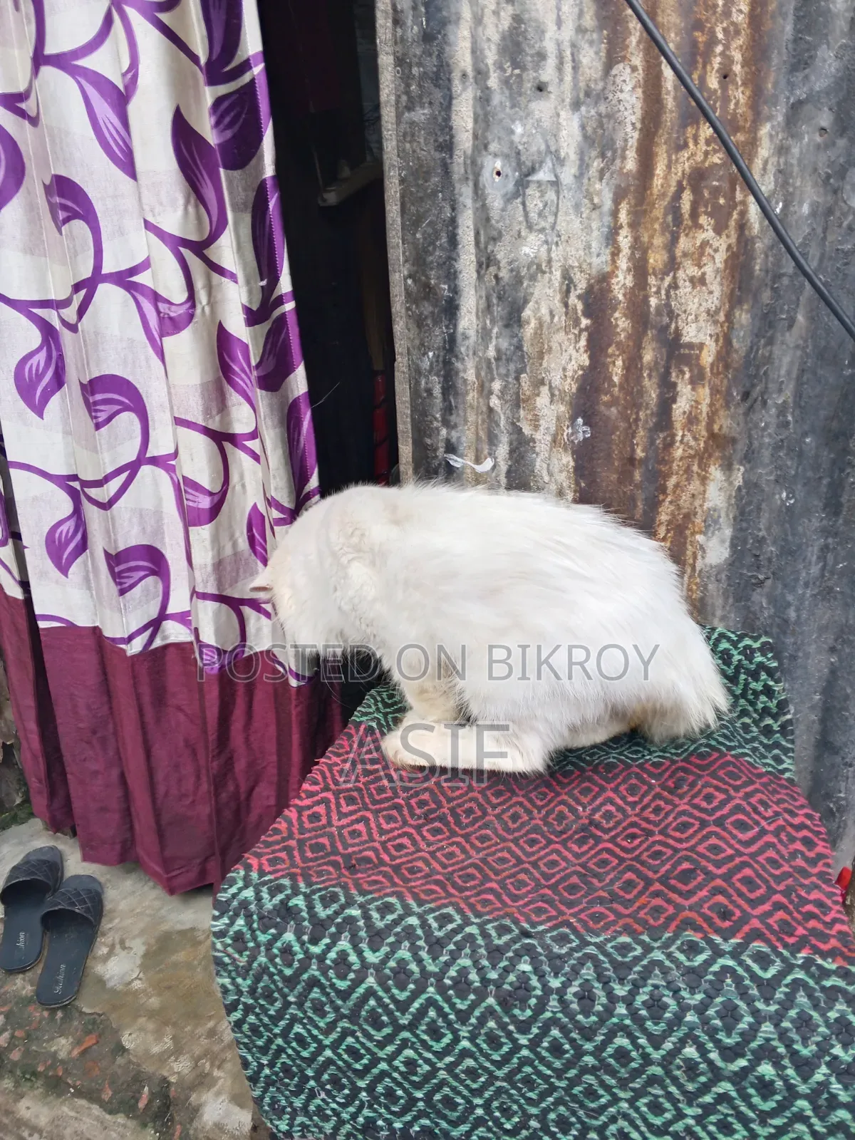 ১+ বছর বয়সী পুরুষ মিক্সড ব্রিড বিড়াল
