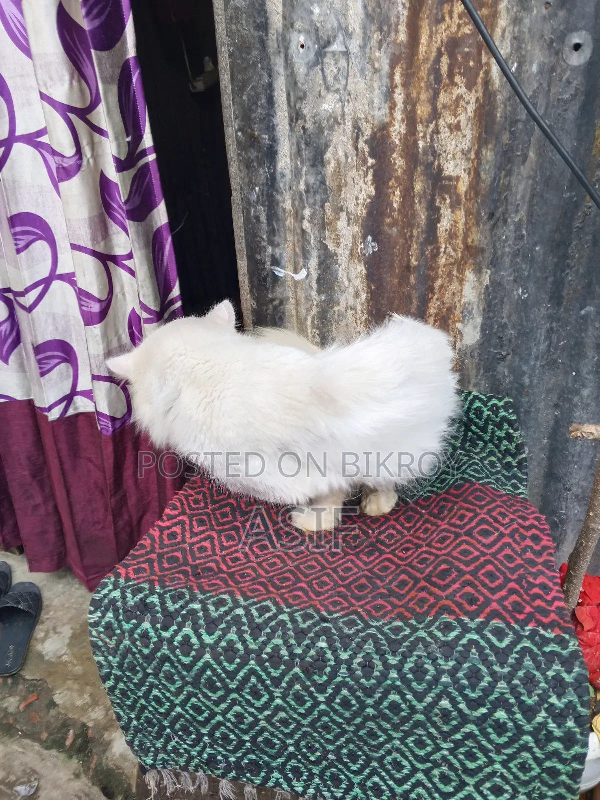 ১+ বছর বয়সী পুরুষ মিক্সড ব্রিড বিড়াল