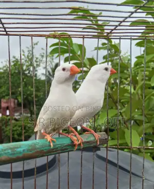 Snow White Finch