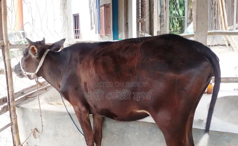 বকনা বাছুর ।(সিরিয়াল নং ১৪১২)