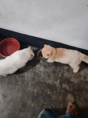 ৬-১২ মাস বয়সী খাঁটি পার্সিয়ান বিড়াল