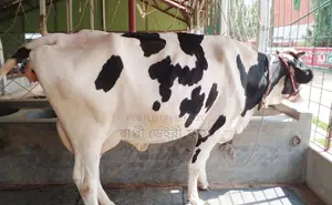 1414 No. 100% Australian cow for sale.