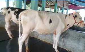 Buy 2 improved breed heifers for rearing, it will be good.