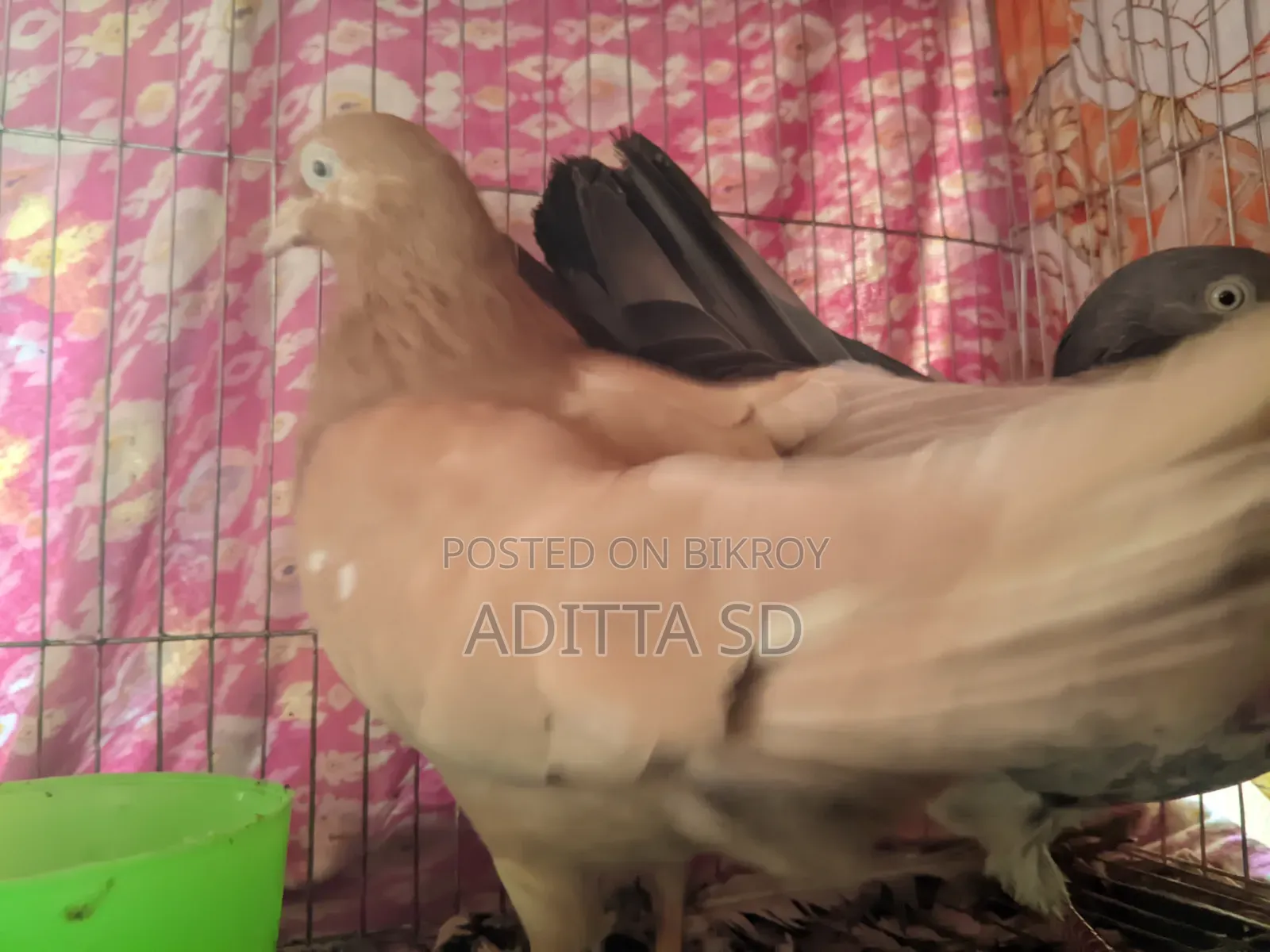 ঘিয়া চুল্লি ও বাগা গিরিবাজ