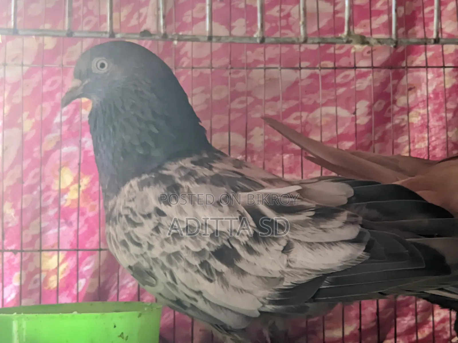 ঘিয়া চুল্লি ও বাগা গিরিবাজ