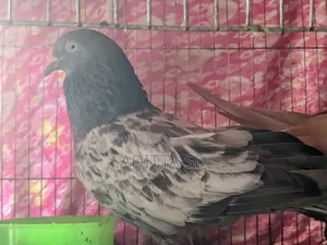 ঘিয়া চুল্লি ও বাগা গিরিবাজ