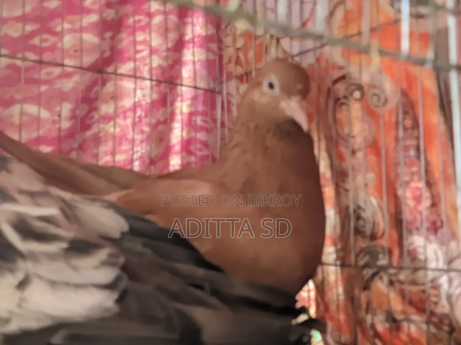 ঘিয়া চুল্লি ও বাগা গিরিবাজ