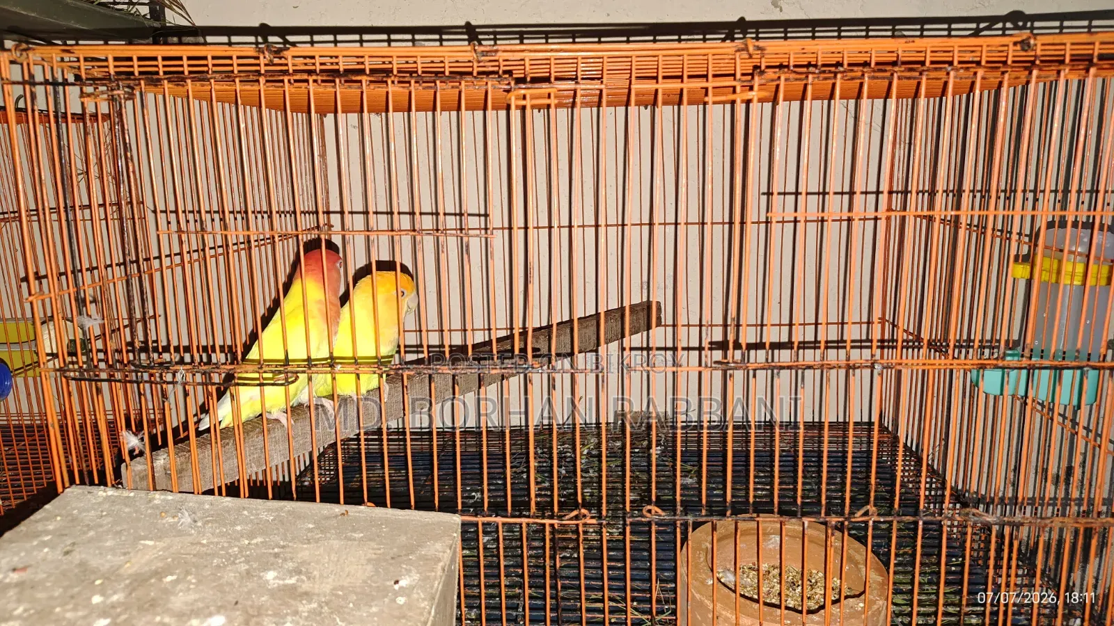 Lovebird Pair