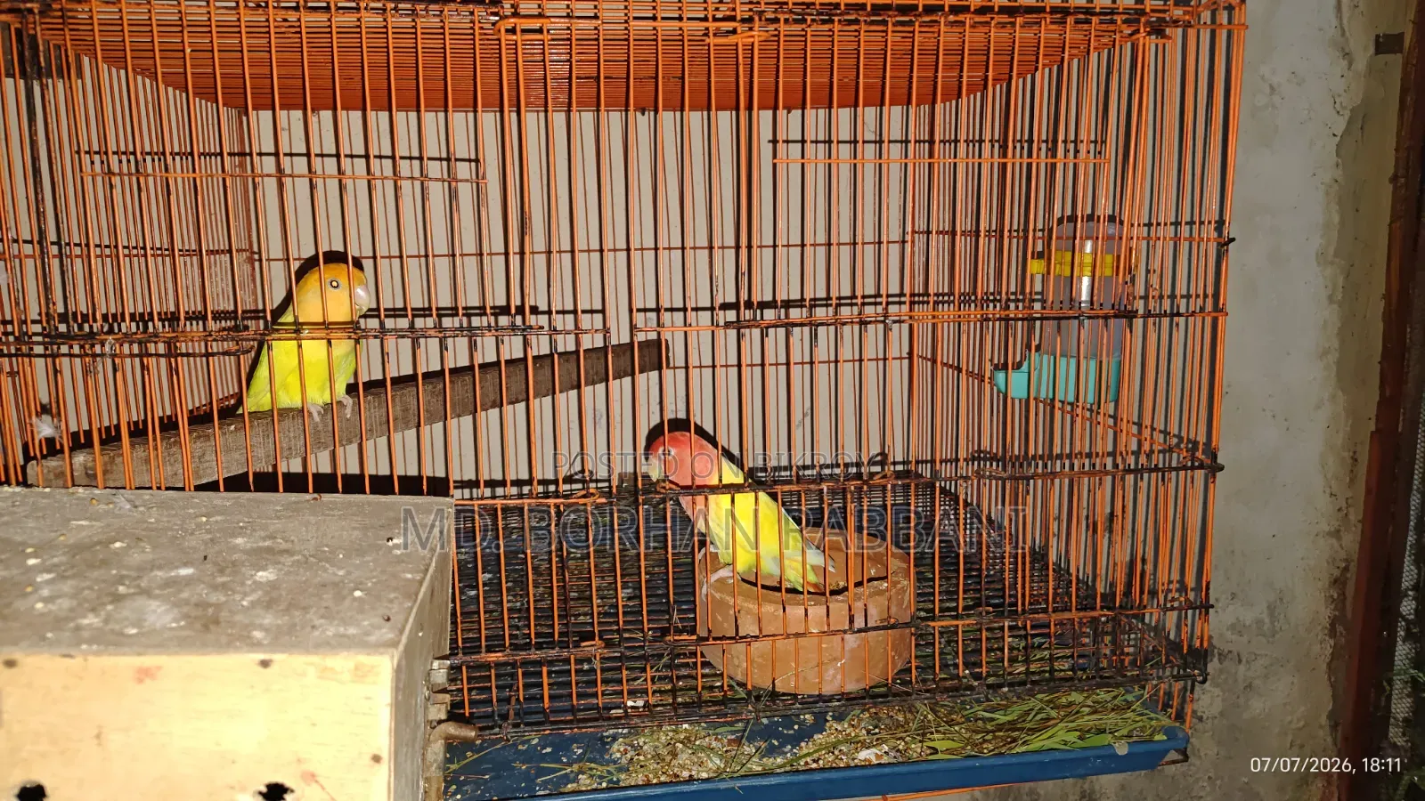 Lovebird Pair