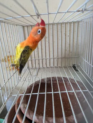 Green Wing Lovebird Male