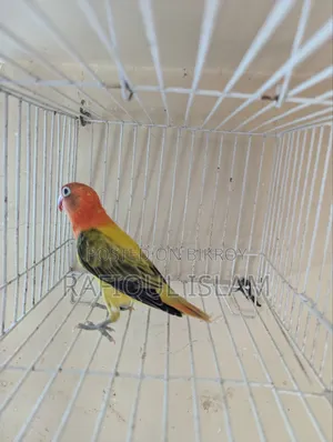 Green Wing Lovebird Male