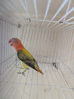 Green Wing Lovebird Male