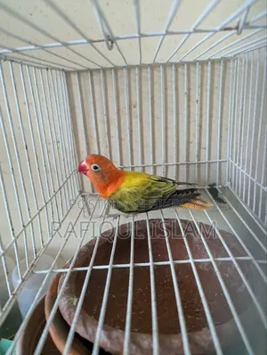 Green Wing Lovebird Male