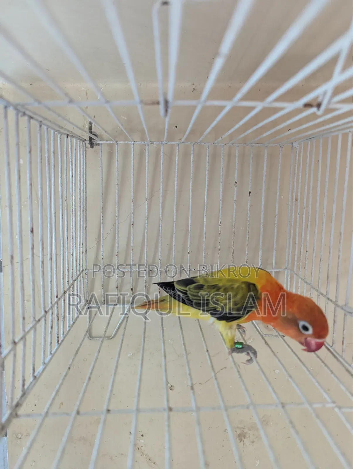 Green Wing Lovebird Male