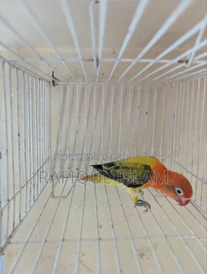 Green Wing Lovebird Male