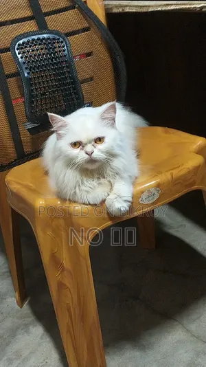 ১+ বছরের স্ত্রী বিশুদ্ধ পার্সিয়ান