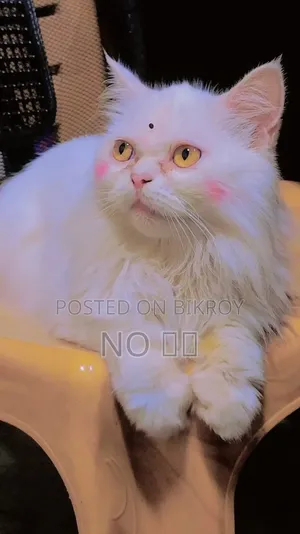 ১+ বছরের স্ত্রী বিশুদ্ধ পার্সিয়ান
