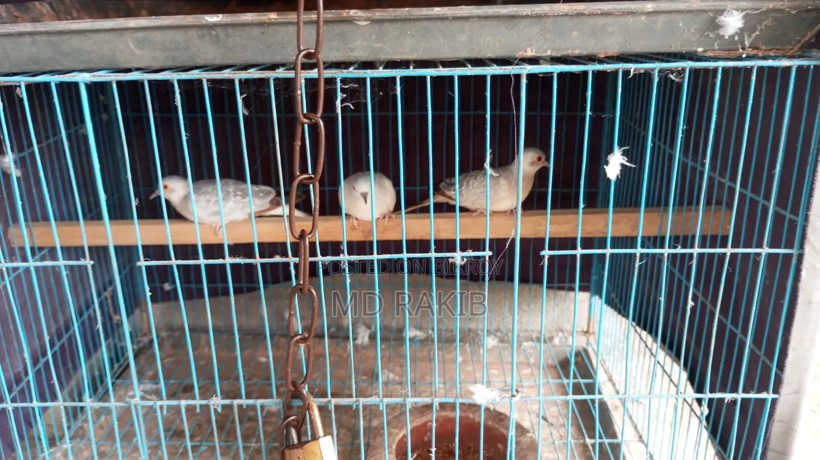 Diamond Dove Female 3 Pieces