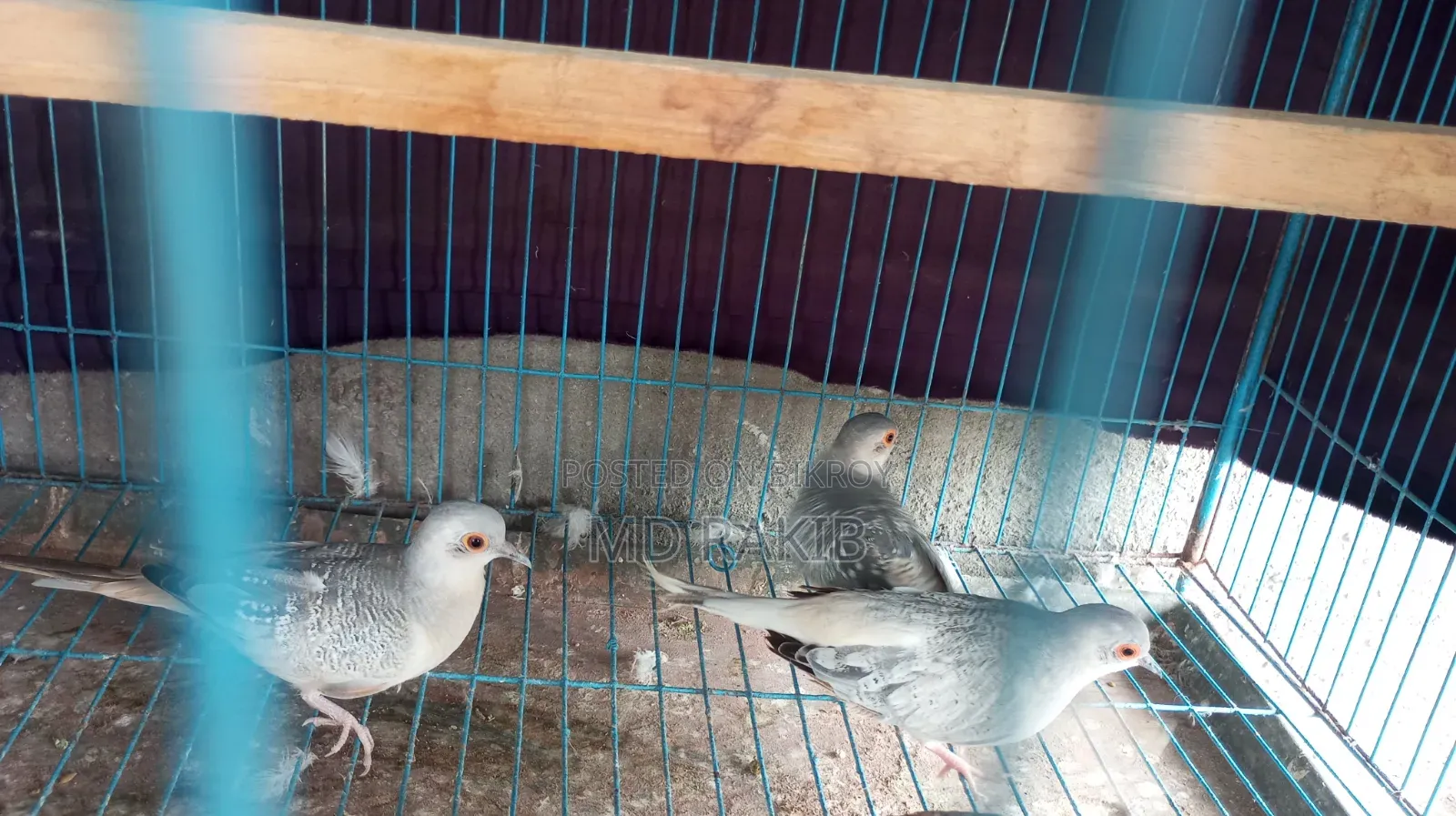 Diamond Dove Female 3 Pieces