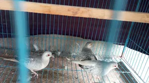 Diamond Dove Female 3 Pieces