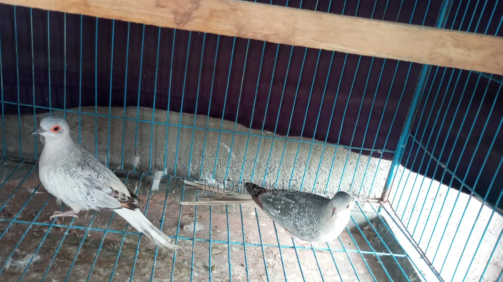 Diamond Dove Female 3 Pieces
