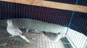 Diamond Dove Female 3 Pieces