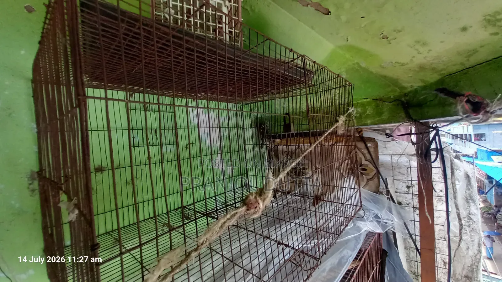 Bird Cage