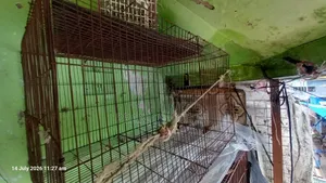 Bird Cage