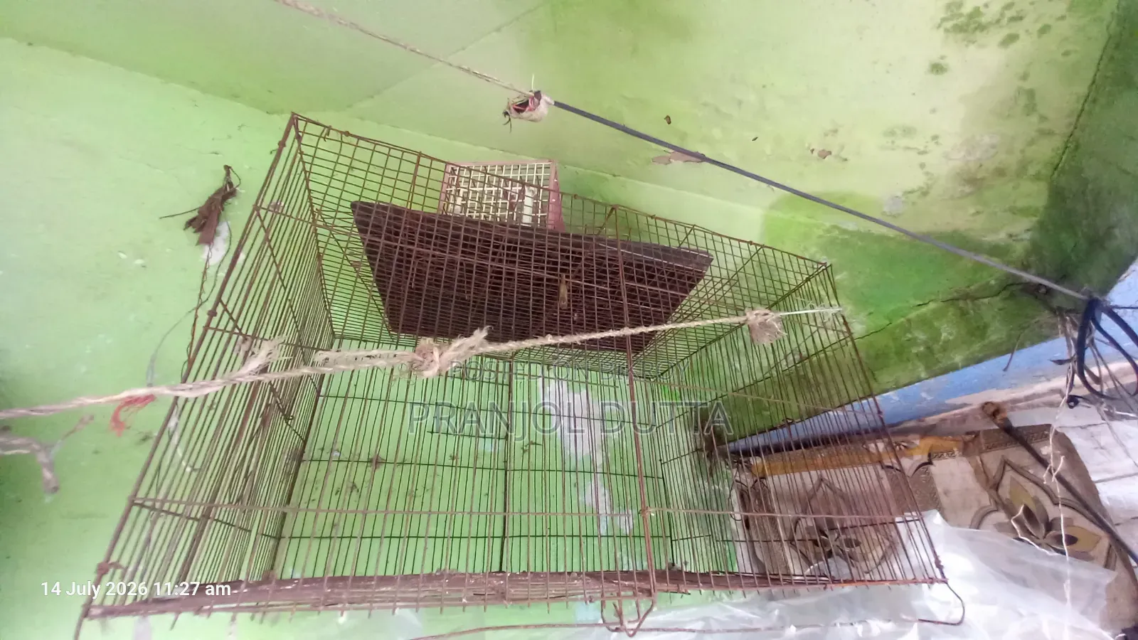Bird Cage