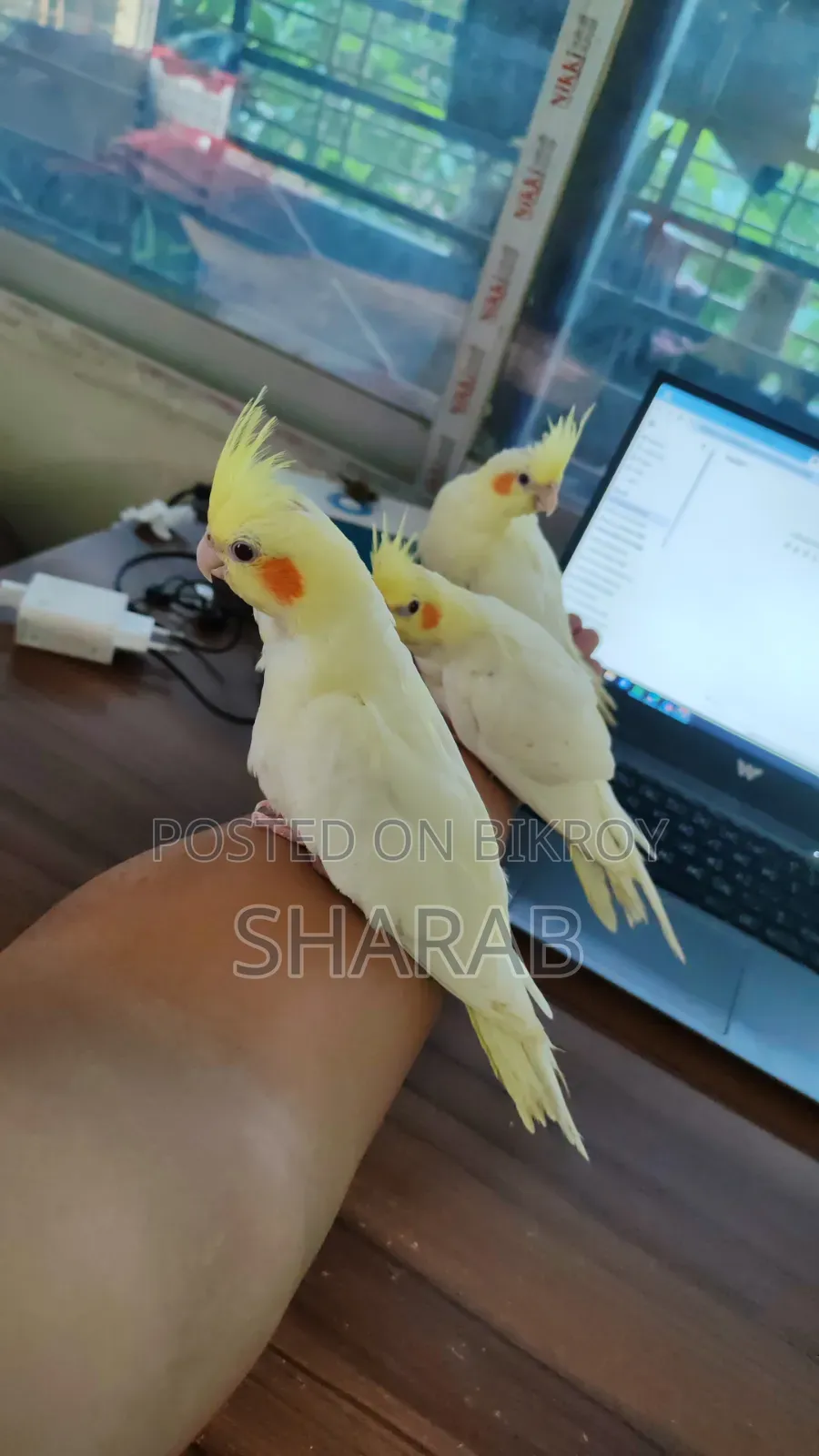 ককাটেল লুটিনো জোড়া