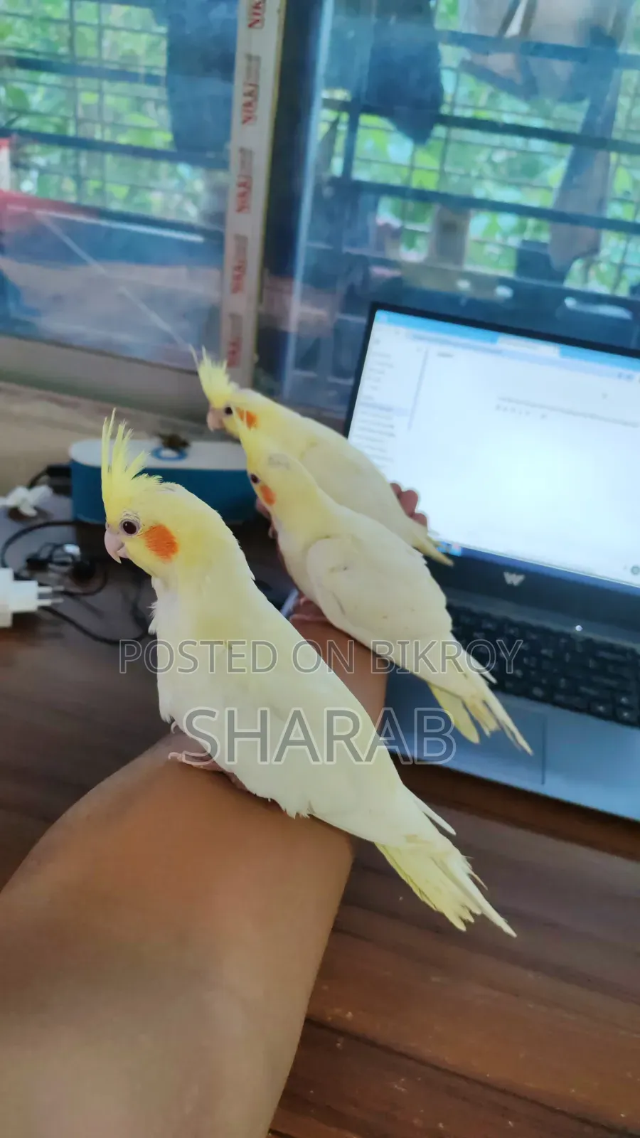 ককাটেল লুটিনো জোড়া