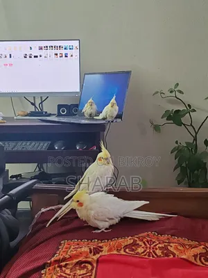 ককাটেল লুটিনো জোড়া