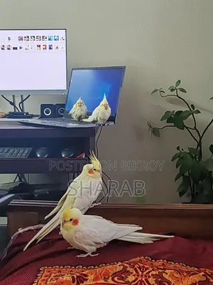 ককাটেল লুটিনো জোড়া