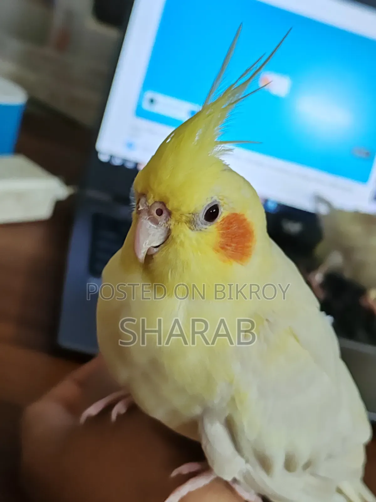 ককাটেল লুটিনো জোড়া