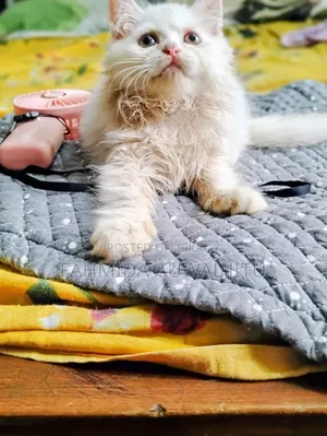 1-3 Months Female Purebred Persian