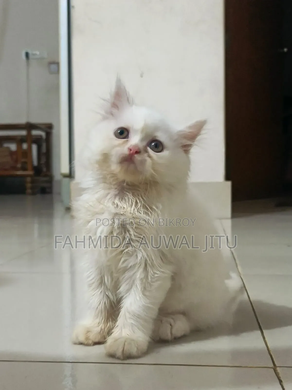 1-3 Months Female Purebred Persian