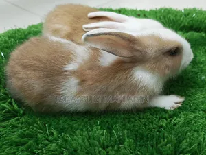 খরগোশ বিক্রি করা হবে