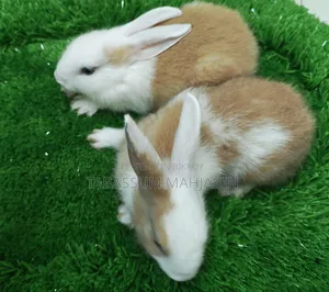 খরগোশ বিক্রি করা হবে