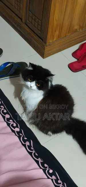 ৩-৬ মাস বয়সী মহিলা বিশুদ্ধ পার্সিয়ান বিড়াল