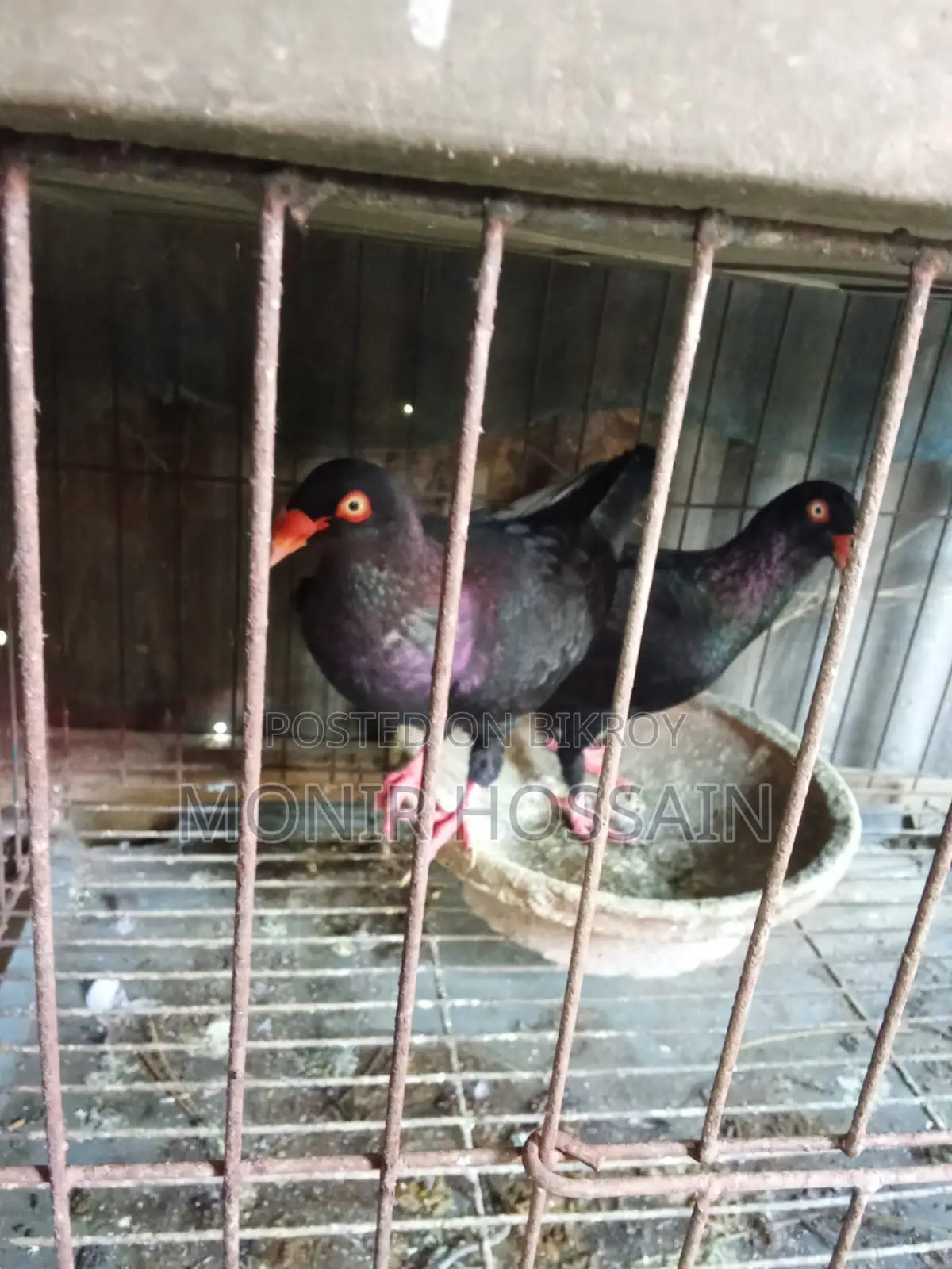 Danish Pigeon