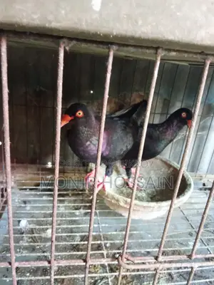 ডেনিশ কবুতর/Danish Pegion