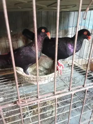 Danish Pigeon