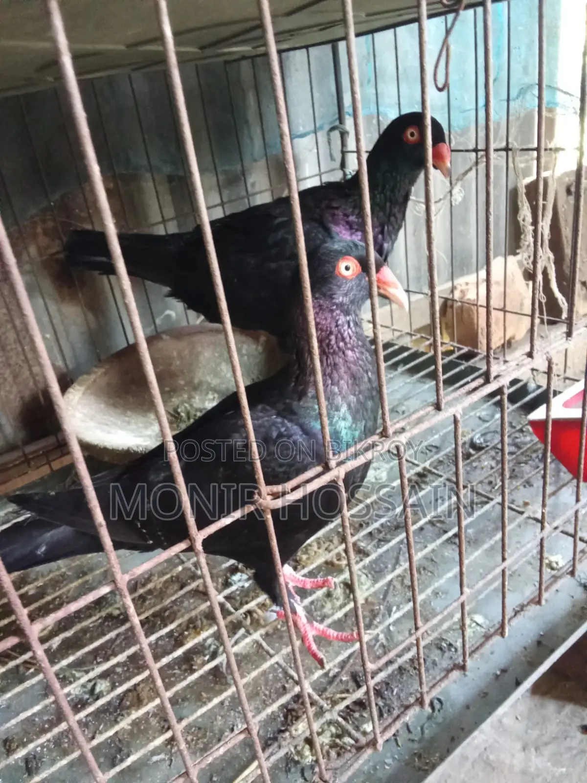 Danish Pigeon