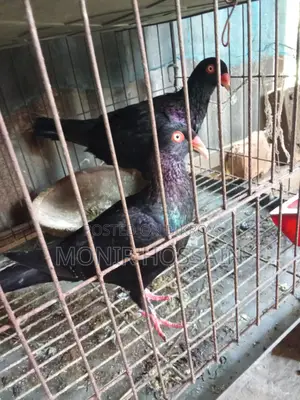 Danish Pigeon