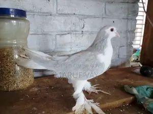লাহরি সিরাজি