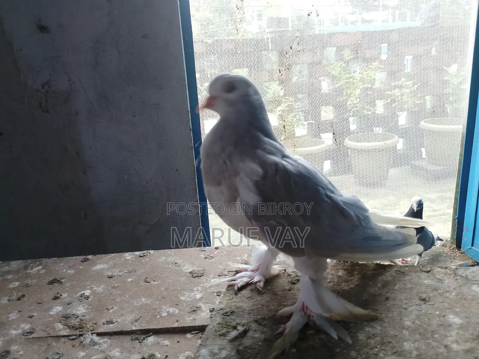 লাহরি সিরাজি