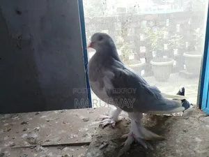 লাহরি সিরাজি