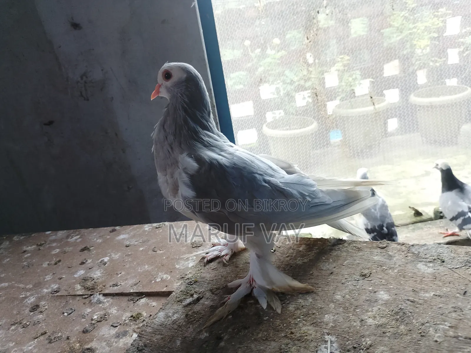 লাহরি সিরাজি