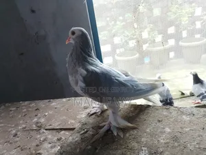 লাহরি সিরাজি
